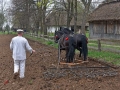 Pokaz orki konnej i wiosennych prac polowych (15)