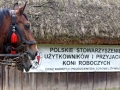 Pokaz orki konnej i wiosennych prac polowych (17)
