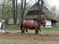 Pokaz orki konnej i wiosennych prac polowych (5)