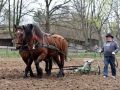 Pokaz orki konnej i wiosennych prac polowych (8)