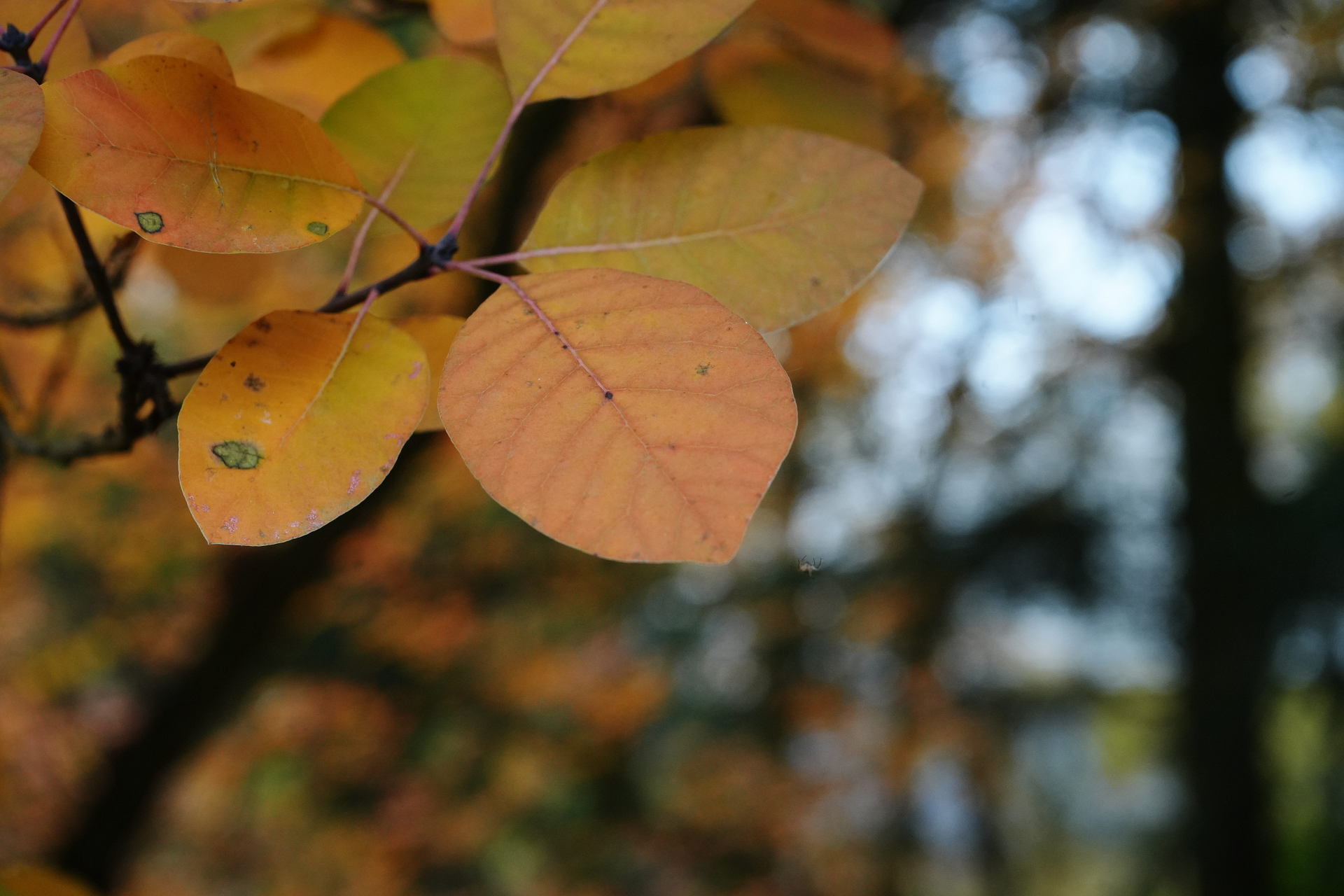 PM261028_703203_v1