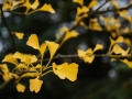 PM261028_703210_v1