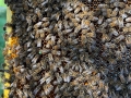 IMG-20250910-WA0008_v1