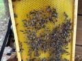 IMG-20250910-WA0016_v1