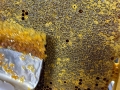 IMG-20250910-WA0036_v1