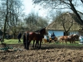 Pokaz orki konnej i wiosennych prac polowych