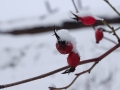 PM260107_07520_v1