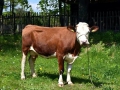 krowa