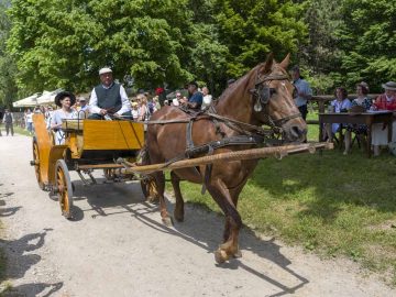 Miniaturka artykułu Zaproszenie dla Wystawców Regionalnych – Jarmark Koński w Muzeum Wsi Lubelskiej – 08.06.2025r.