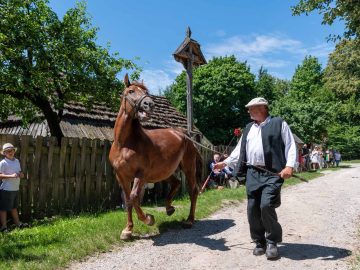 Miniaturka artykułu  JARMARK KOŃSKI w Muzeum Wsi Lubelskiej 8 czerwca