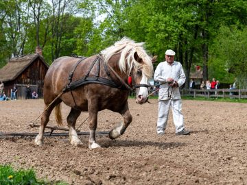 Miniaturka artykułu POKAZ ORKI KONNEJ I WIOSENNYCH PRAC POLOWYCH