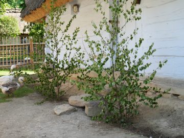 Miniaturka artykułu ŚWIĘTO ZESŁANIA DUCHA ŚWIĘTEGO