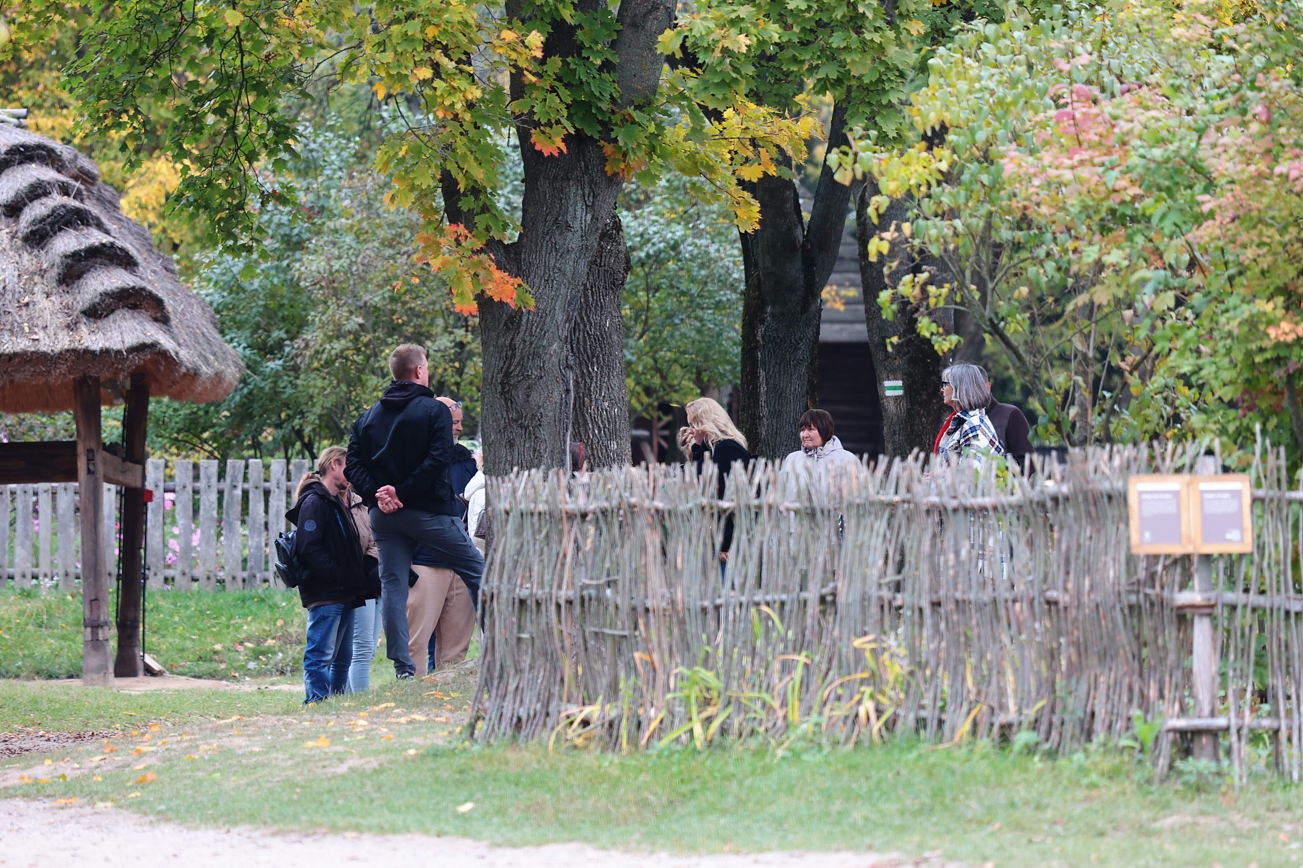 Pozioma fotografia przedstawia plenerowy kadru z terenu Muzeum Wsi Lubelskiej w jesiennej aranżacji. Na pierwszym planie, po prawej stronie, biegnie niski, pleciony z gałęzi płot, za którym widać zieloną trawę z pojedynczymi, żółtymi liśćmi. W centralnej części zdjęcia stoi grupa odwiedzających, usytuowana przy pniach dojrzałych, liściastych drzew o koronie w barwach zieleni, żółci i pomarańczu. Po lewej stronie widoczna jest postać mężczyzny tyłem w ciemnej bluzie i ciemnych spodniach oraz osoby stojące obok niego. Po prawej stronie pnia drzewa znajdują się kobiety, w tym jedna w blond włosach, kolejna w jasnej kurtce oraz kobieta w okularach i szalu. Po lewej stronie kadru widoczny jest fragment drewnianego zadaszenia krytego strzechą, opartego na słupie, a w tle majaczy sztachetowy płot i gęsta, jesienna roślinność skansenu. Światło jest miękkie, rozproszone, oddające klimat pogodnego, jesiennego dnia.