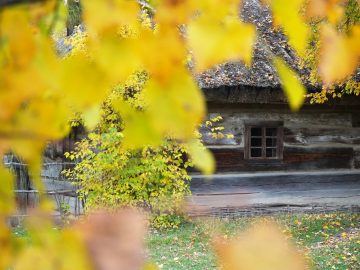 Miniaturka artykułu Jesiennymi ścieżkami przez Muzeum Wsi Lubelskiej