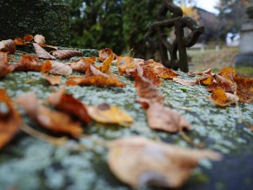 Miniaturka artykułu 1 listopada – Muzeum Wsi Lubelskiej będzie nieczynne